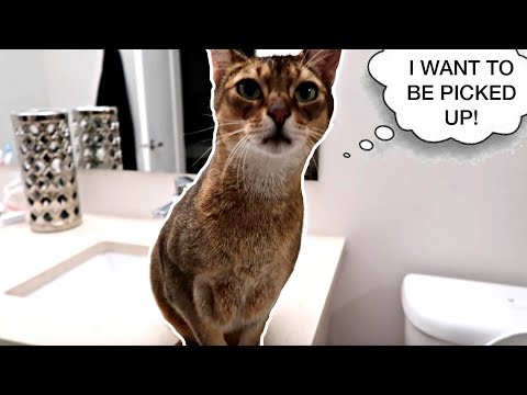 Abyssinian cat wants to be picked up *wait for it*