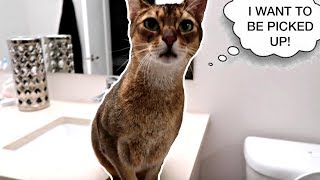 Abyssinian cat wants to be picked up (wait for it!) | CUTE CAT CLEO