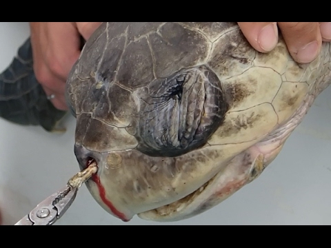 Sea Turtle with Straw up its Nostril - "NO" TO SINGLE-USE PLASTIC