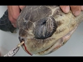 Sea Turtle with Straw up its Nostril - "NO" TO ...