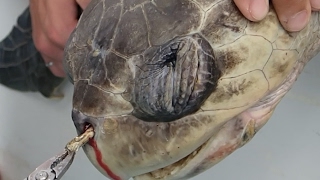 Sea Turtle with Straw up its Nostril - &quot;NO&quot; TO PLASTIC STRAWS