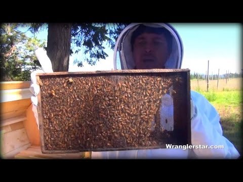 , title : 'Honey Bees Back Yard Beekeeping Made Simple'