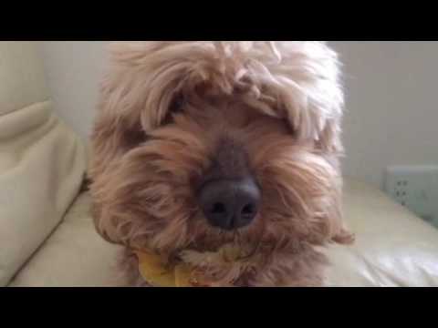 会計学科 愛犬やまと！ありがとう！