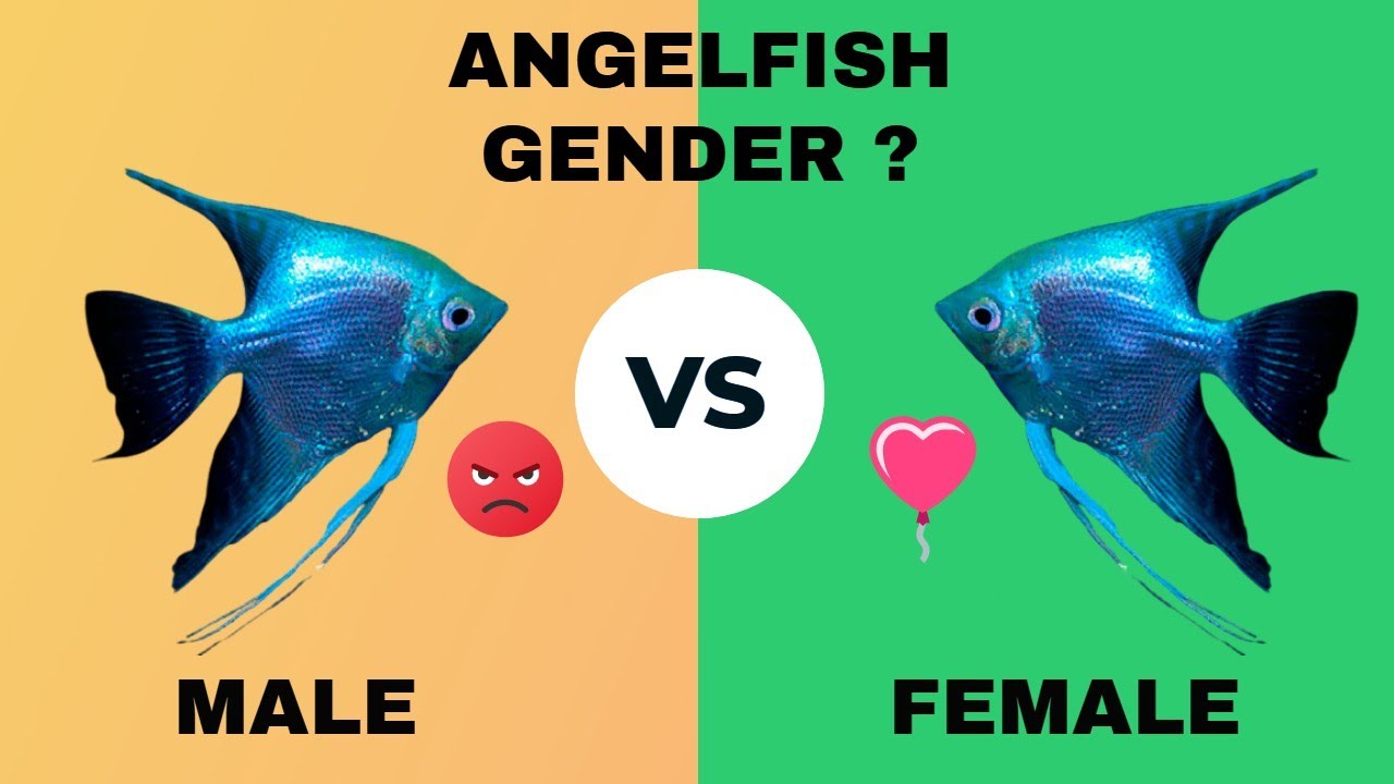 HOW TO IDENTIFY ANGELFISH GENDER : Male or Female ?