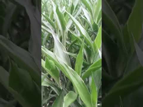 A lucky bamboo field in Zhanjiang China #plants #luckybamboo #lucky bamboo plant #plantcare