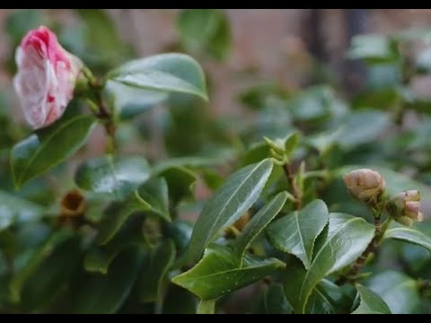 🌷Kamelie wirft Blüten ab