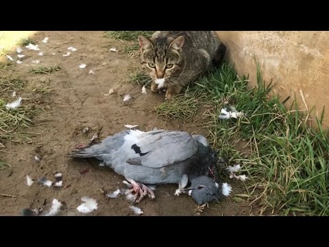 Cat kills a Pigeon | Full Video