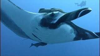 Meet the World's Friendliest Giant Mantas © Wild Earth Expeditions