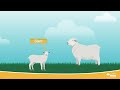EPISODE 1: What are Australian Sheep Breeding Values?