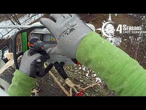 Removing a Dying Maple Tree - 4 Seasons Tree Service Springfield, MO.