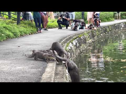 Nervous Otter Pups Get Swimming Lesson at Singapore Botanic Gardens