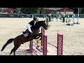 N&eacute;rite &ndash; Hongre KWPN de 8 ans Bai Brun
