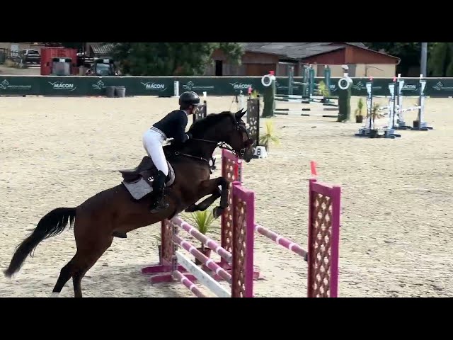 N&eacute;rite &ndash; Hongre KWPN de 8 ans Bai Brun