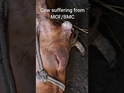 , title : 'Cow suffering from Malignant catarrhal fever Just Before'