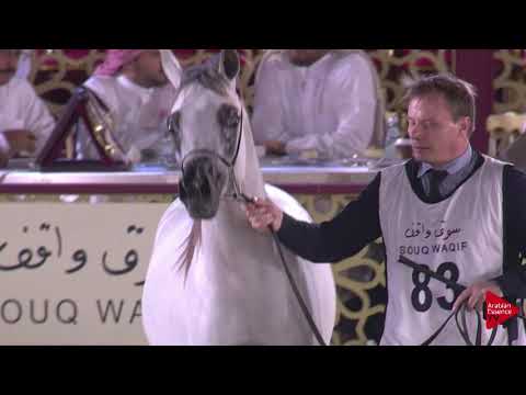N.83 RANAAN AL NAIF - 2019 Qatar International show - Colts 2 Years Old (Class 5)