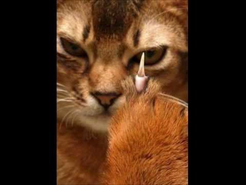 PyWiK - The Silentek Hill