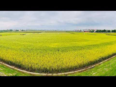 Live: Celebrating farmers' harvest festival in Zaoyang, when smart farming meets tradition