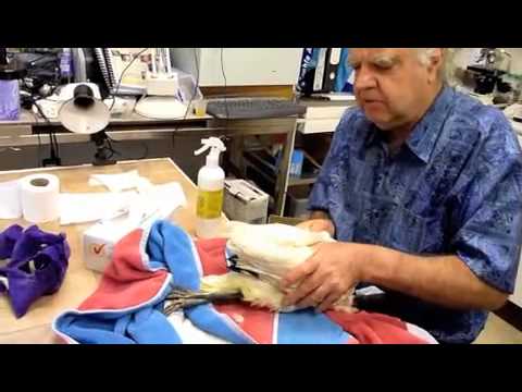 Birds Ibis Chick with Leg Wing Spinal Injuries #2 120810