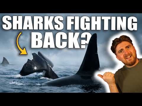 The Unthinkable Shark
