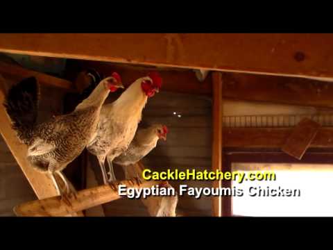 , title : 'Jenis Ayam Fayoumis Mesir (Kawanan Peternak)'
