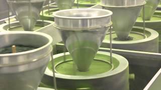 preview picture of video 'Mechanical matcha grinding with grinding stone at Marukyu Koyama En, Uji (Japan)'