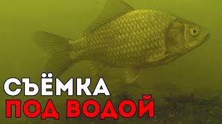 Как и чем кормить рыб в пруду