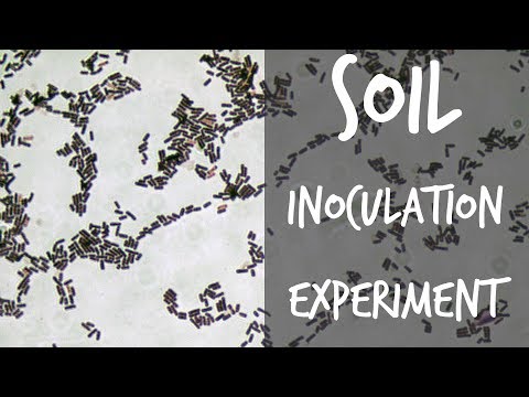 Biofertilizers Experiment Testing Earth Alive Soil Activator Part 1