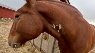 UDPATE ON EARL // Libby & Belle Meet for the First Time! #852