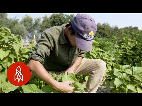 被收養為嬰兒的農民挖掘自己的文化。 (Adopted as a Baby,  a Farmer Digs Into Her Culture)
