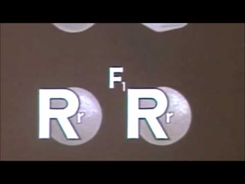 2  Mendelsche Regel - Spaltungsregel