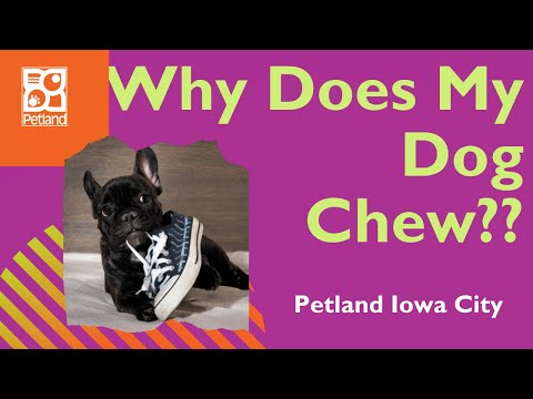 Petland Iowa City Discusses Why Some Dogs Chew!