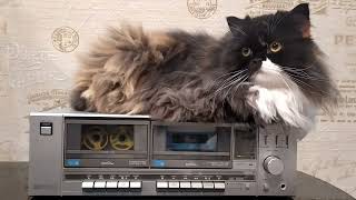 Video thumbnail for SANYO RD w 340  скромная, выносливая штучка. by Сергей АудиоВинтаж