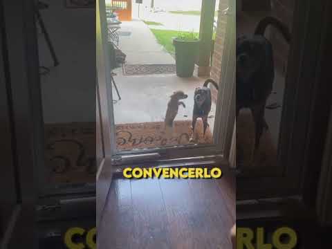 El otro perro intentó convencerlo y pasó esto