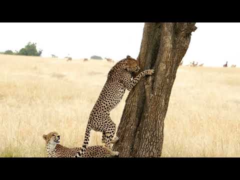 Der Gepard (Wissen für Kinder) #Gepard #SchnellstesTier #KinderLernen #Kindervideo #Naturwunder