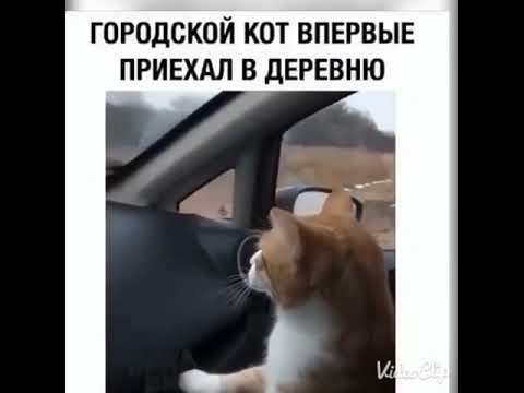Городской кот первый раз в деревне