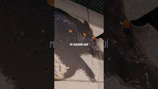 Y tú, ¿dónde apuntas al jabalí?🐗