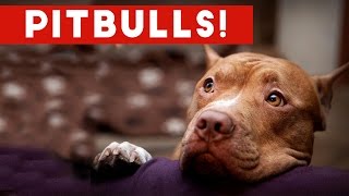 Funny Pitbull Compilation 2017 | Best Funny Pitbull Videos Ever