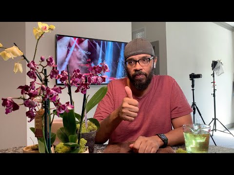 New Orchid Rescues... My Plans For These Plants, Plus Easy Watering Tips