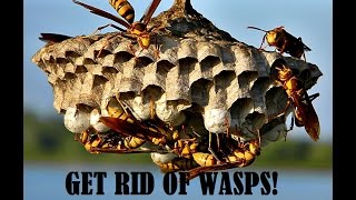 Get Rid Of Wasps And Keep Them Gone All Year
