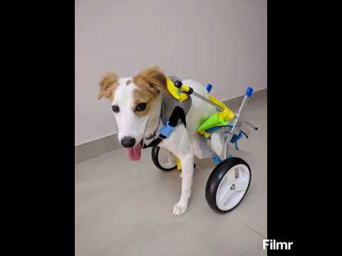 Mintbowl Dog Wheelchairs India Heidi got his New Wheelchair mob 9979035679