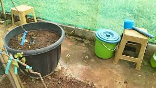 16 HSP 4 varietas tanaman anggur (Trans, Cherny, Everest, Jubile) di KGG-1