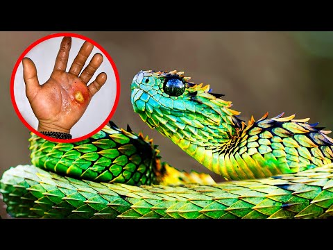 RAREST Snake Species Around The World!