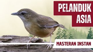 Download lagu Masteran Pelanduk Semak Asia Gacor Full Isian mp3 Download lagu Masteran Pelanduk Semak Asia Gacor Full Isian mp3