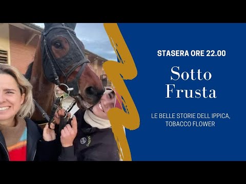 Sotto Frusta - Ep. 69 Le belle storie dell ippica, Tobacco Flower