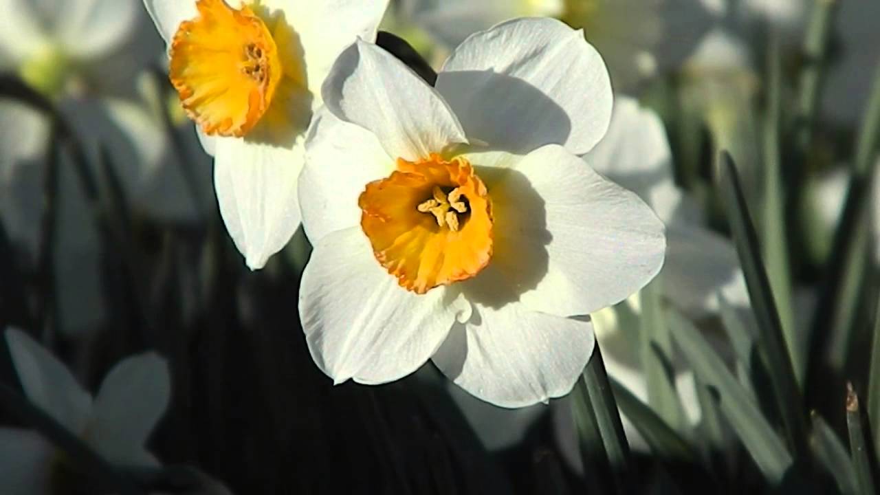 Narcissus Barret Browning