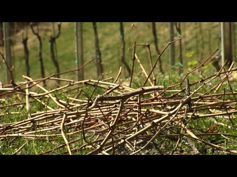 Suedsteiermarkwissen.com - Der Rebschnitt