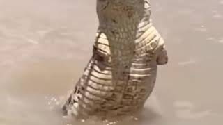 Download lagu Buaya pemangsa manusia.. lihat aksinya !!! mp3