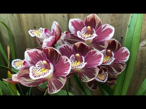 Orchid House Tour