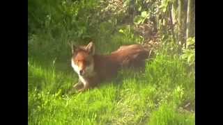 Chillin' Fox!