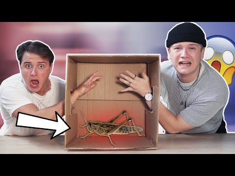 GÆT HVAD DER ER I KASSEN #2   MED GUTTERNE